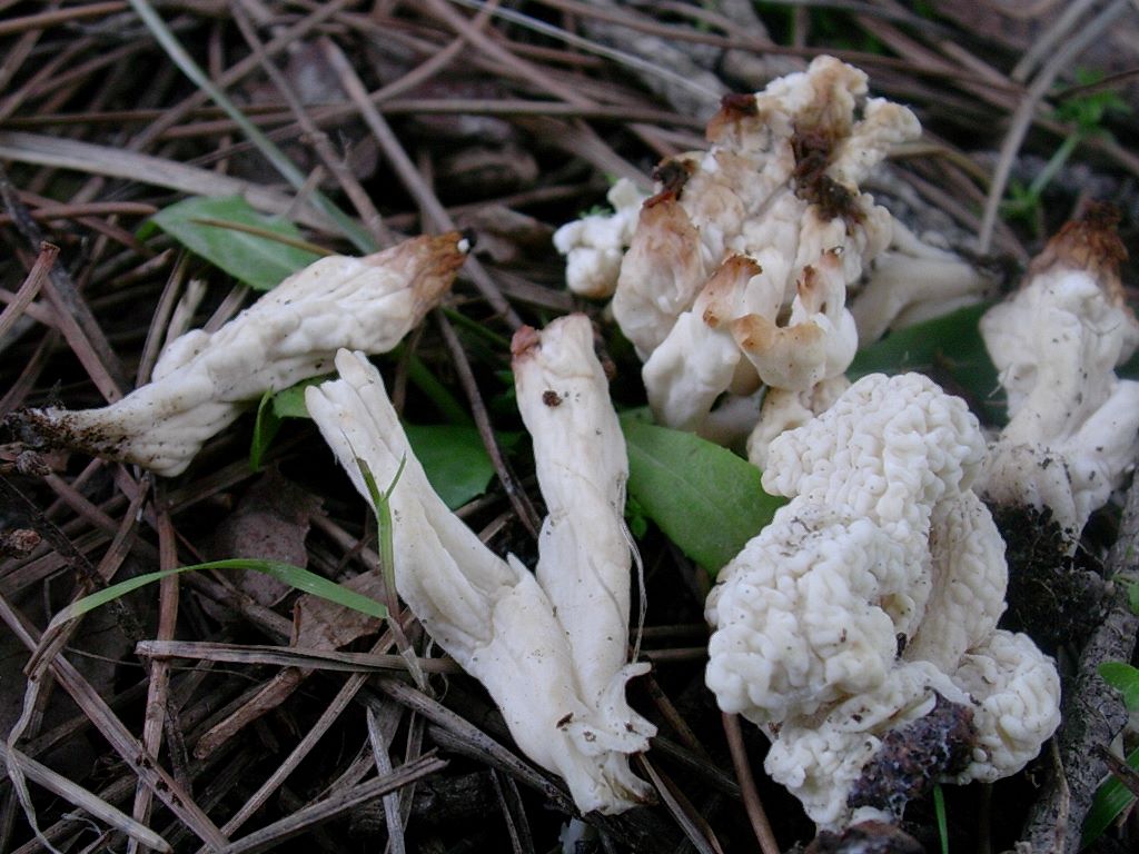 1308 Aprile vecchio ritrovamento